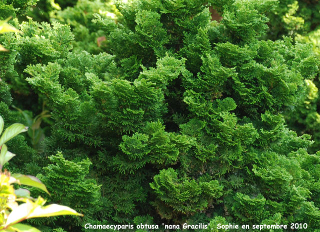 Chamaecyparis 'Nana Gracilis'