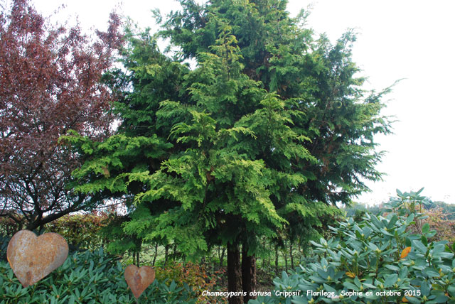 Chamaecyparis obtusa 'Crippsii'