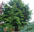 Chamaecyparis obtusa 'Crippsii'