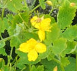 Chelidonium majus