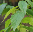 Chimonanthus praecox