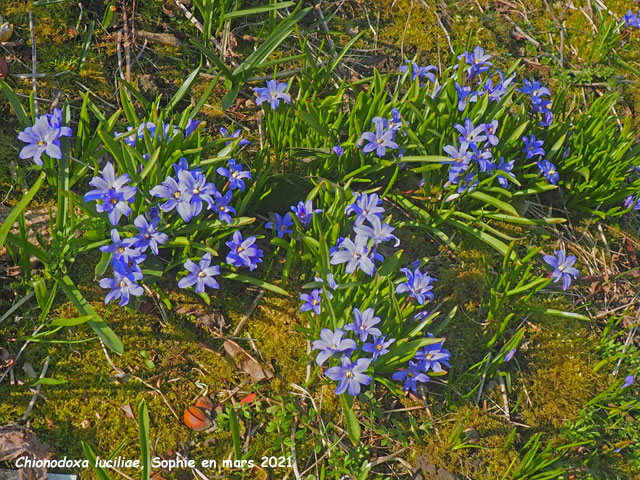 Chionodoxa luciliae