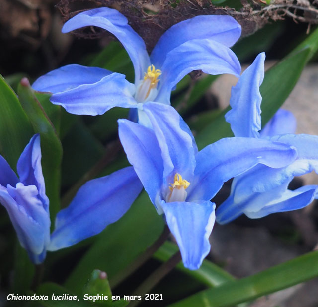 Chionodoxa luciliae