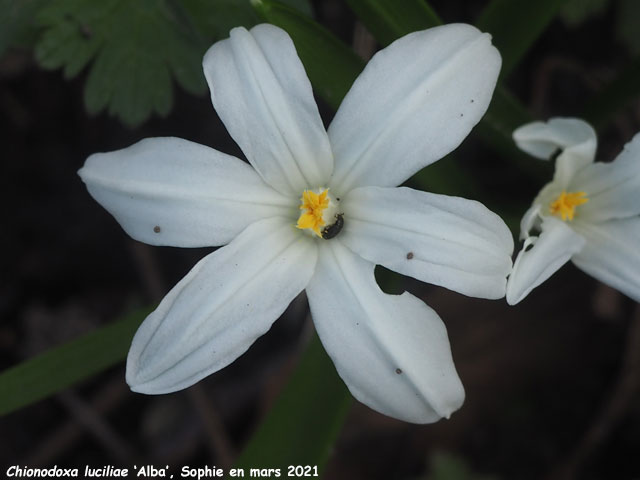 Chionodoxa luciliae 'Alba'