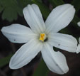 Chionodoxa luciliae 'Alba'