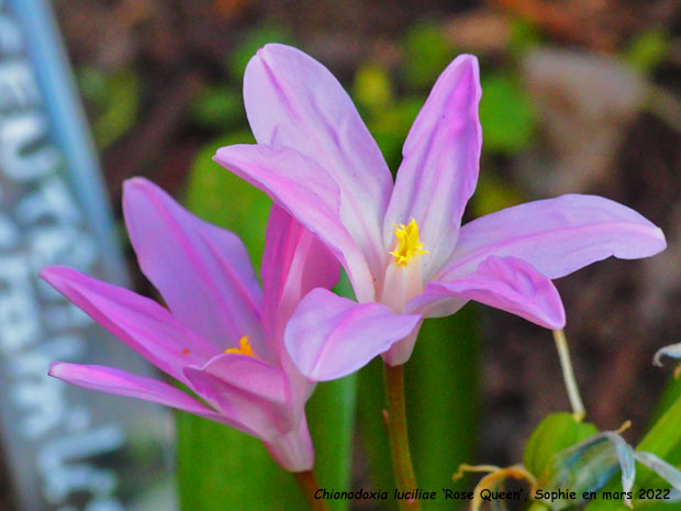 Chionodoxa luciliae 'Rosy Queen'