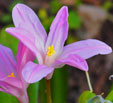 Chionodoxa luciliae 'Rosy Queen'