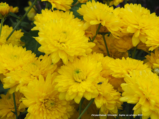 Chrysanthemum 'Citronella'