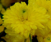 Chrysanthemum 'Citronella'