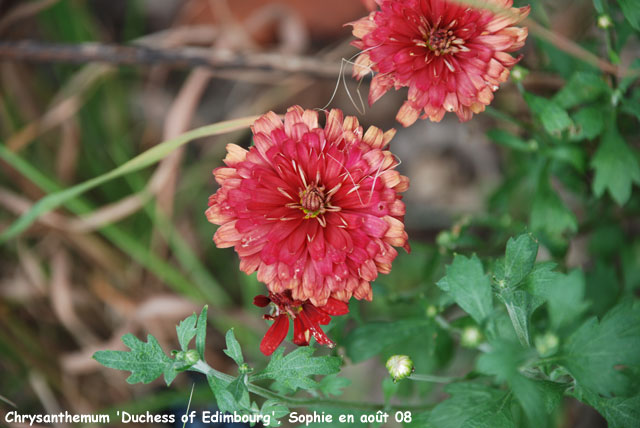 Chrysanthemum 'Duchess of Edinburgh'