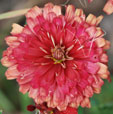 Chrysanthemum 'Duchess of Edimbourg'