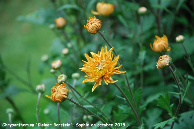 Chrysanthemum 'Kleiner Berstein'