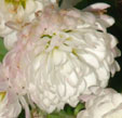 Chrysanthemum 'Lindayo'