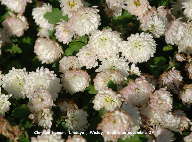 Chrysanthemum 'Lindayo'