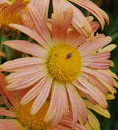 Chrysanthemum 'Carmine Blush'