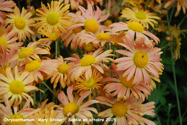 Chrysanthemum 'Mary Stoker'