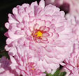 Chrysanthemum 'Mei-Kyo'