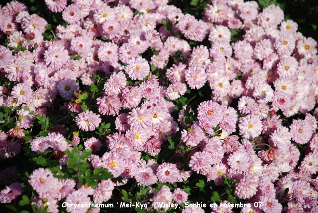 Chrysanthemum 'Mei-Kyo'