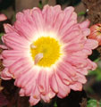 Chrysanthemum 'Nell Gwynn'