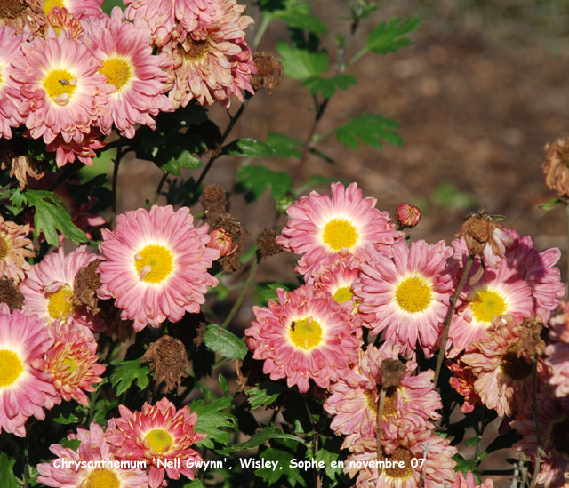 Chrysanthemum 'Nell Gwynn'