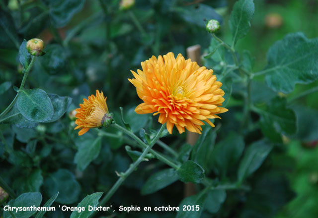 Chrysanthemum 'Dixter Orange'