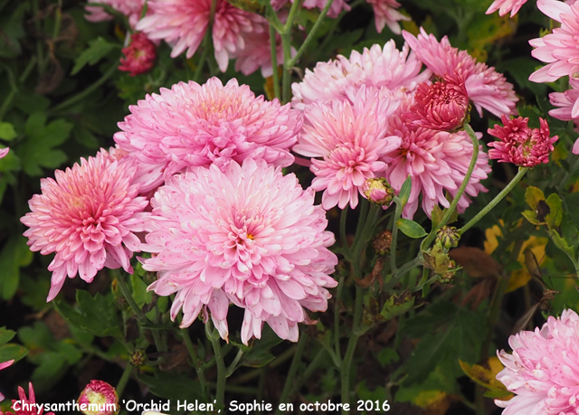 Chrysanthemum 'Orchid Helen'