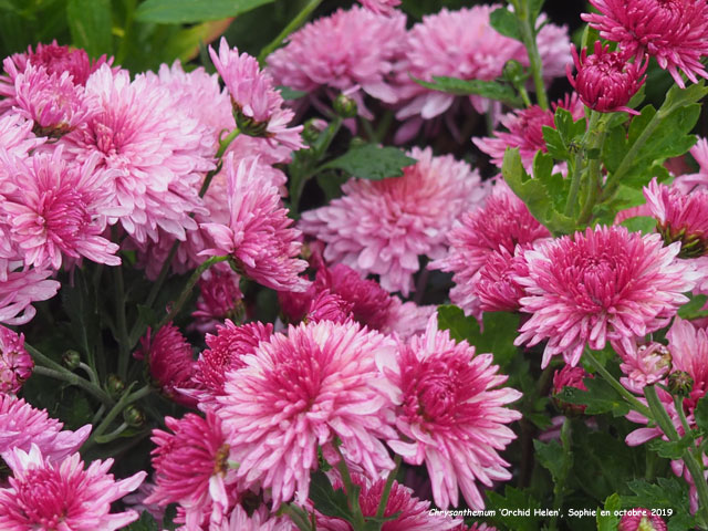 Chrysanthemum 'Orchid Helen'