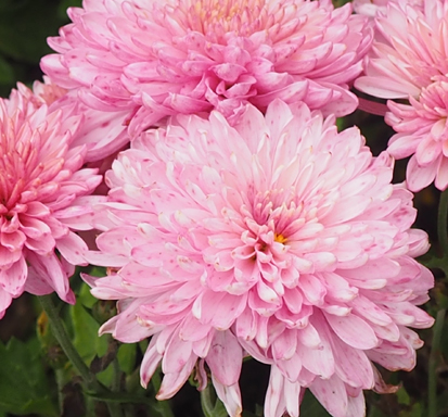 Chrysanthemum 'Orchid Helen'