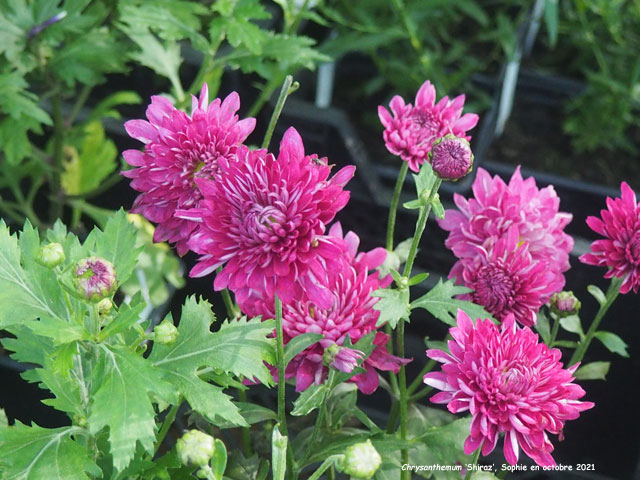 Chrysanthemum 'Shiraz'