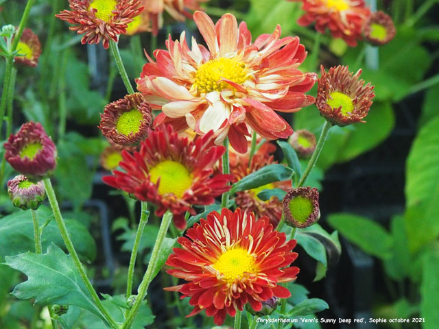 Chtysanthemum 'Venn's Sunny Deep Red'