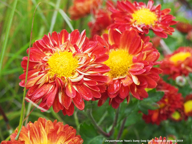 Chtysanthemum 'Venn's Sunny Deep Red'