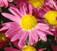 Chrysanthemum 'Venus'