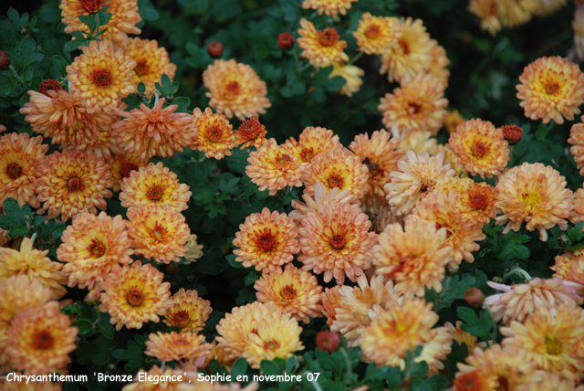 Chrysanthemum 'Bronze Elegance'