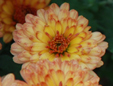 Chrysanthemum 'Bronze Elegance'