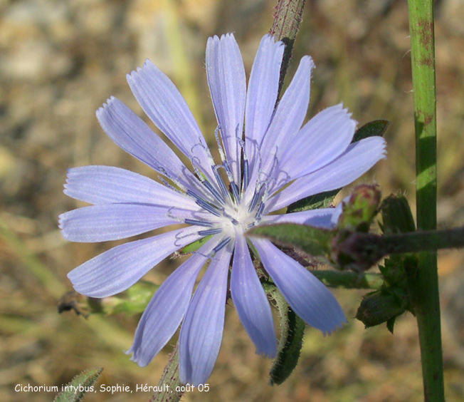 Cichorium intybus