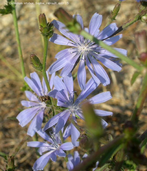 Cichorium intybus