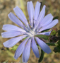 Cichorium intybus