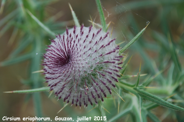 Cirsium eriophorum