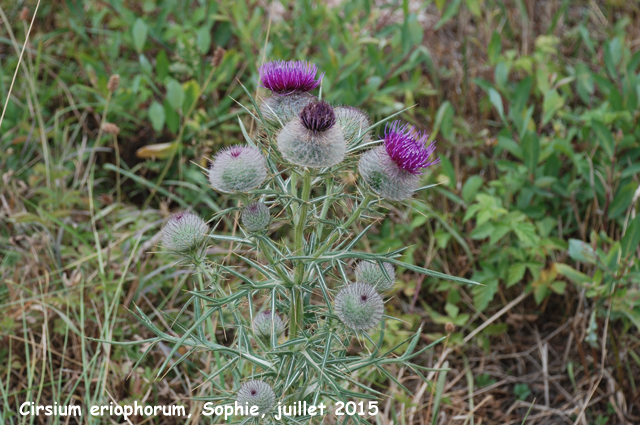 Cirsium eriophorum