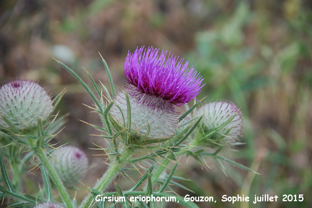 Cirsium eriophorum