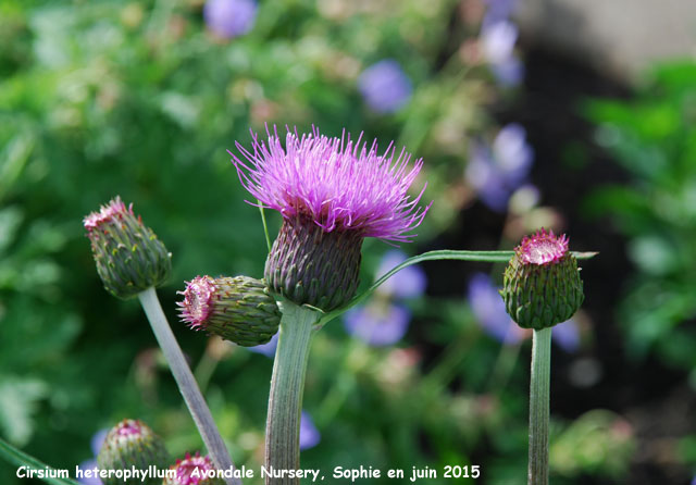 Cirsium heterophyllum