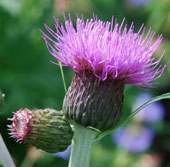 Cirsium heterophyllum