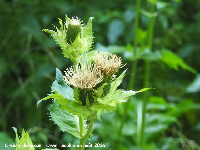 Cirsium oleraceum