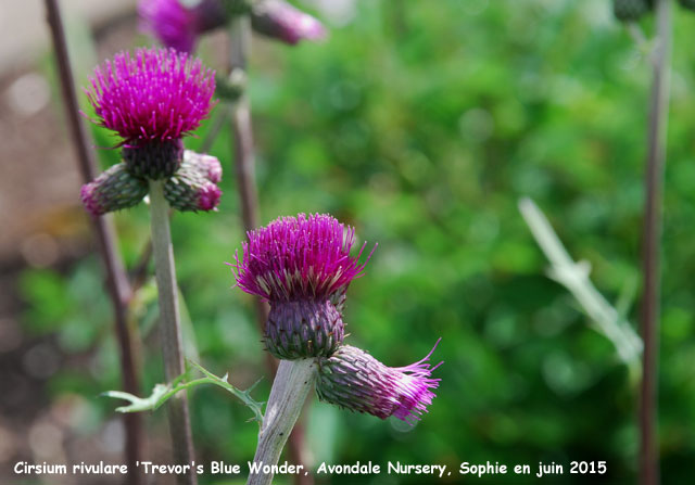 Cirsium rivulare 'Trevor's Blue Wonder'