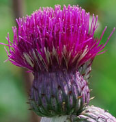 Cirsium rivulare 'Trevor's Blue Wonder''