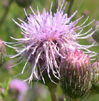 Cirsium arvense