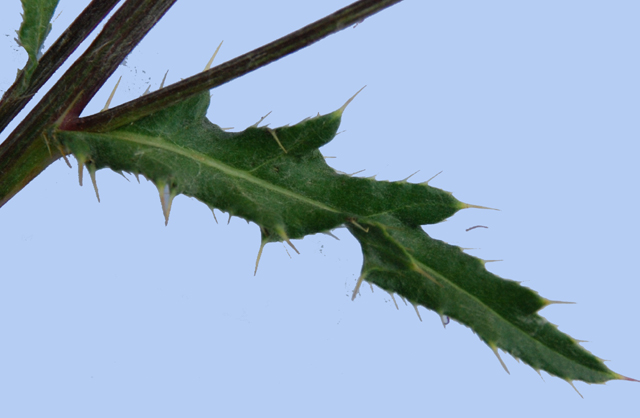 Cirsium arvense