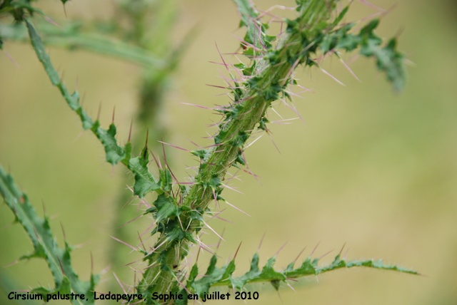 Cirsium palustre