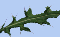 Feuilles de Ciriums palustre