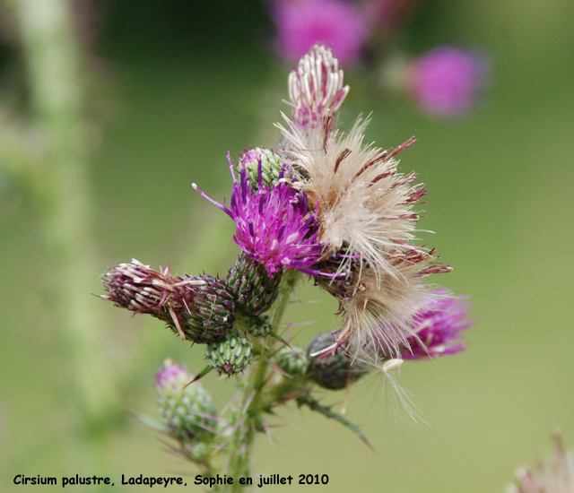 Cirsium palustre